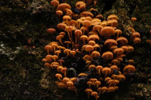 Cluster of mushrooms 